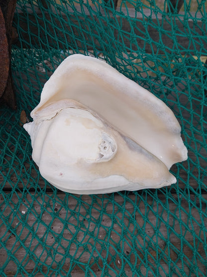 Titanostrombus Galeatus Eastern Pacific Giant Conch - ShellsLoving Coastal Living