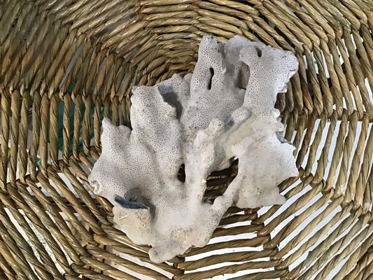 Vintage Blue Ridge Coral - 9.75" - coralTideline