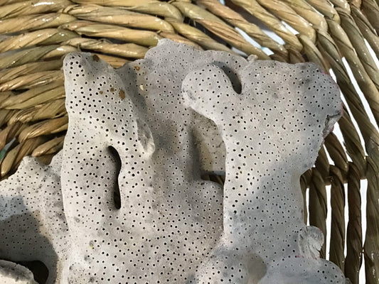 Vintage Blue Ridge Coral - 9.75" - coralTideline