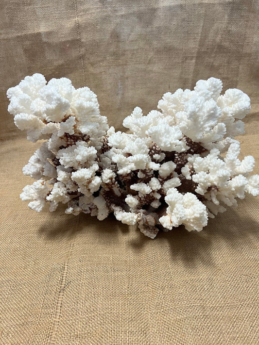 Vintage Brownstem - 15" - coralTideline