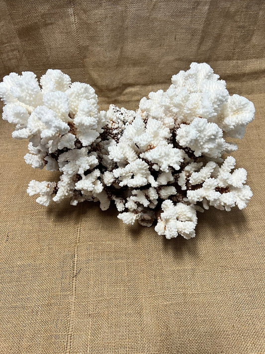 Vintage Brownstem - 15" - coralTideline