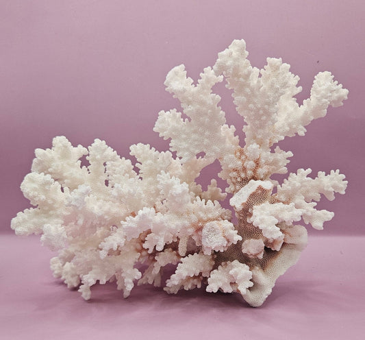 Vintage Brownstem Coral - 10"x7" - CoralLoving Coastal Living