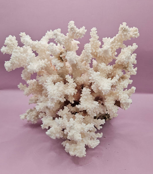 Vintage Brownstem Coral - Natural Decorative Specimen (10.5"x9"x6") - CoralLoving Coastal Living