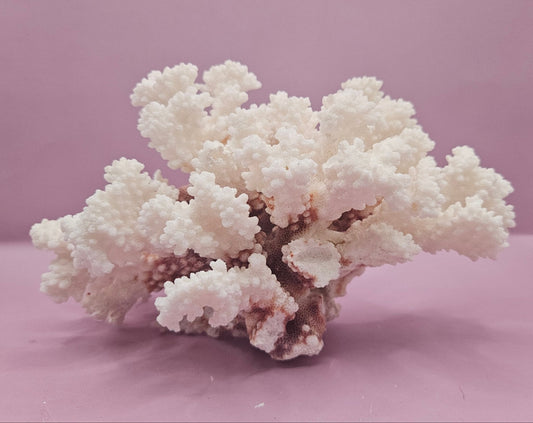 Vintage Brownstem Coral - Natural Decorative Specimen (8.5"x7"x5.5") - CoralLoving Coastal Living