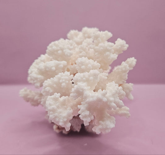 Vintage Brownstem Coral - Natural Decorative Specimen (8.5"x7"x5.5") - CoralLoving Coastal Living