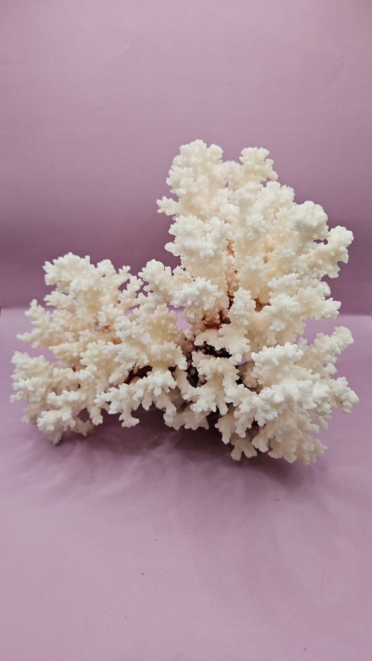 Vintage Brownstem Coral - Natural Decorative Specimen (9.5x8.5x7") - CoralLoving Coastal Living