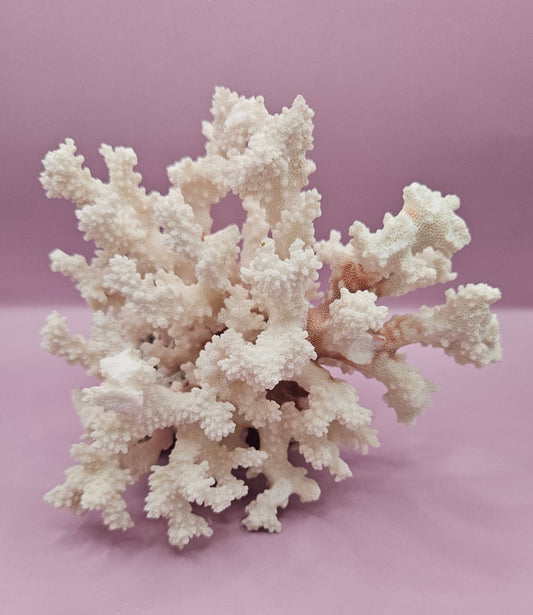 Vintage Brownstem Coral | Unique Ocean Décor | 7.5"x7" - CoralLoving Coastal Living