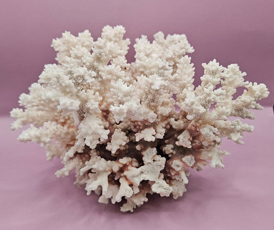 Vintage Brownstem Coral | Unique Ocean Décor | 7"x8" - CoralLoving Coastal Living
