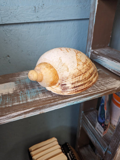 Vintage Livonia Mamilla False Baler Melon Shell Volute - ShellsLoving Coastal Living