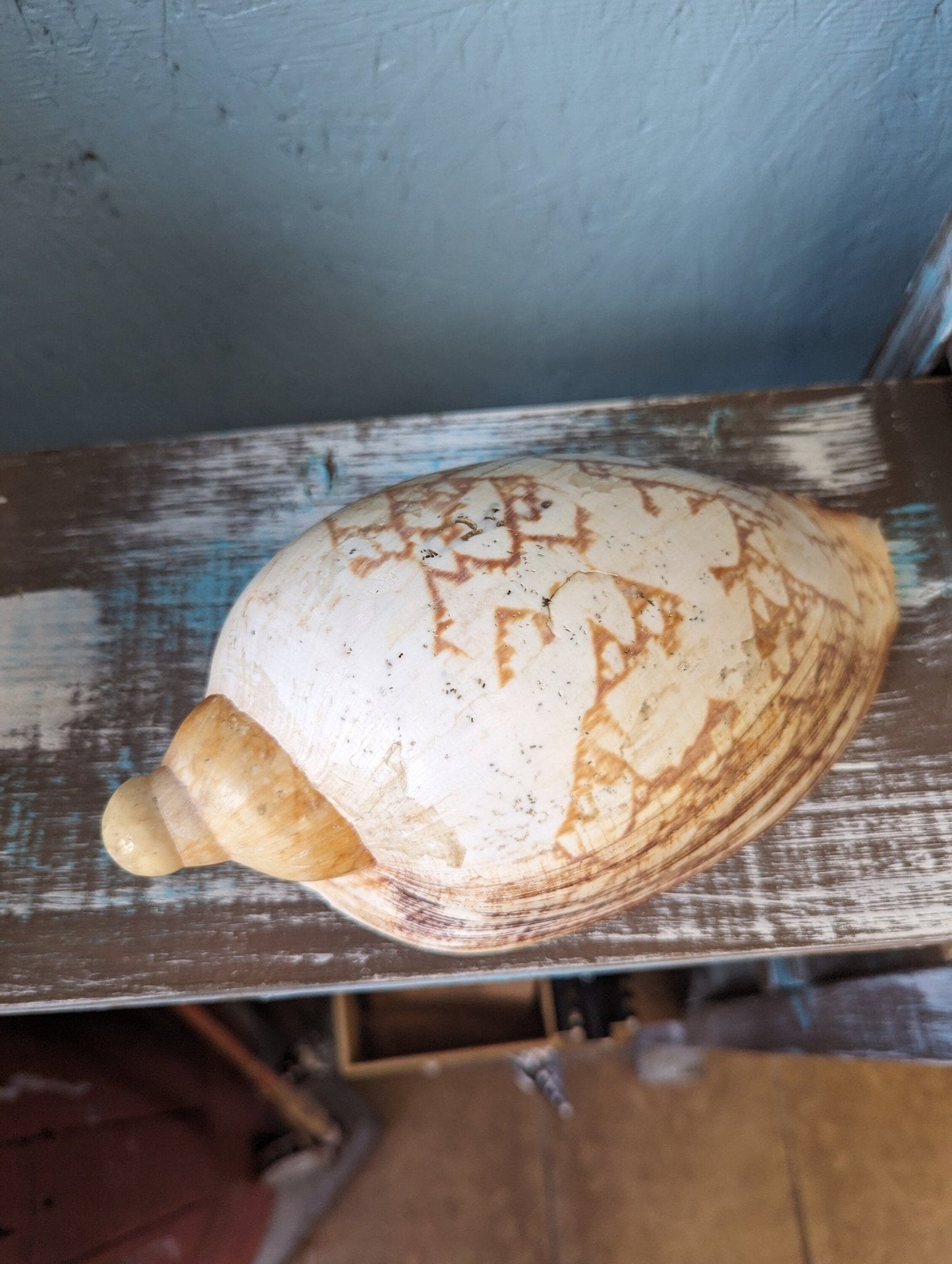 Vintage Livonia Mamilla False Baler Melon Shell Volute - ShellsLoving Coastal Living