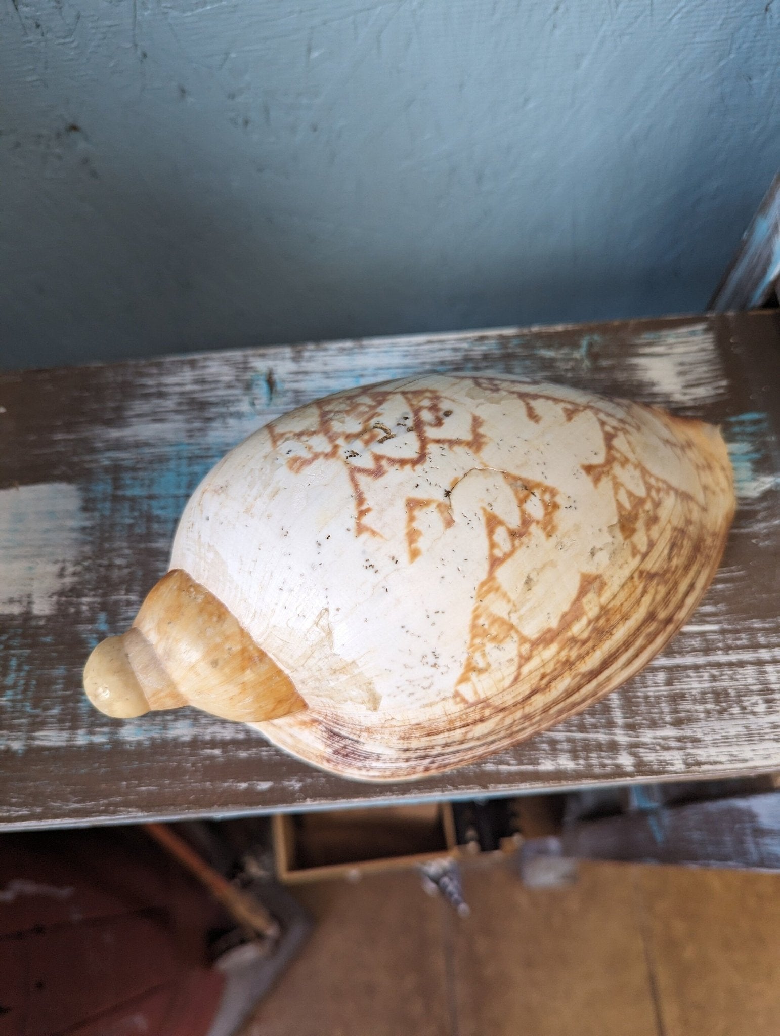 Vintage Livonia Mamilla False Baler Melon Shell Volute - ShellsLoving Coastal Living