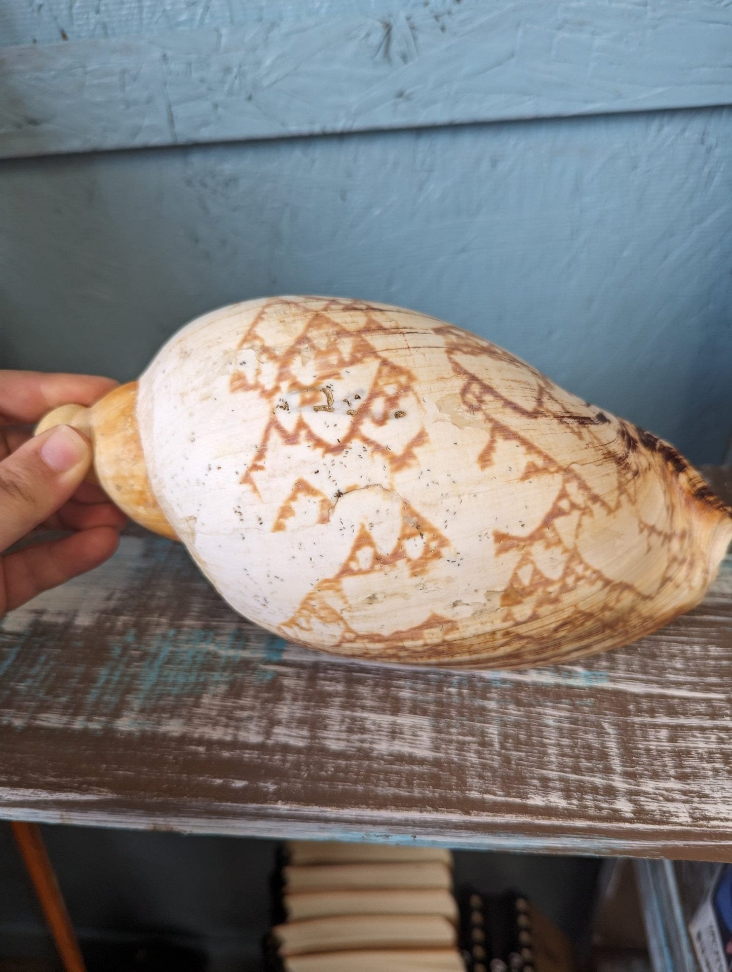 Vintage Livonia Mamilla False Baler Melon Shell Volute - ShellsLoving Coastal Living