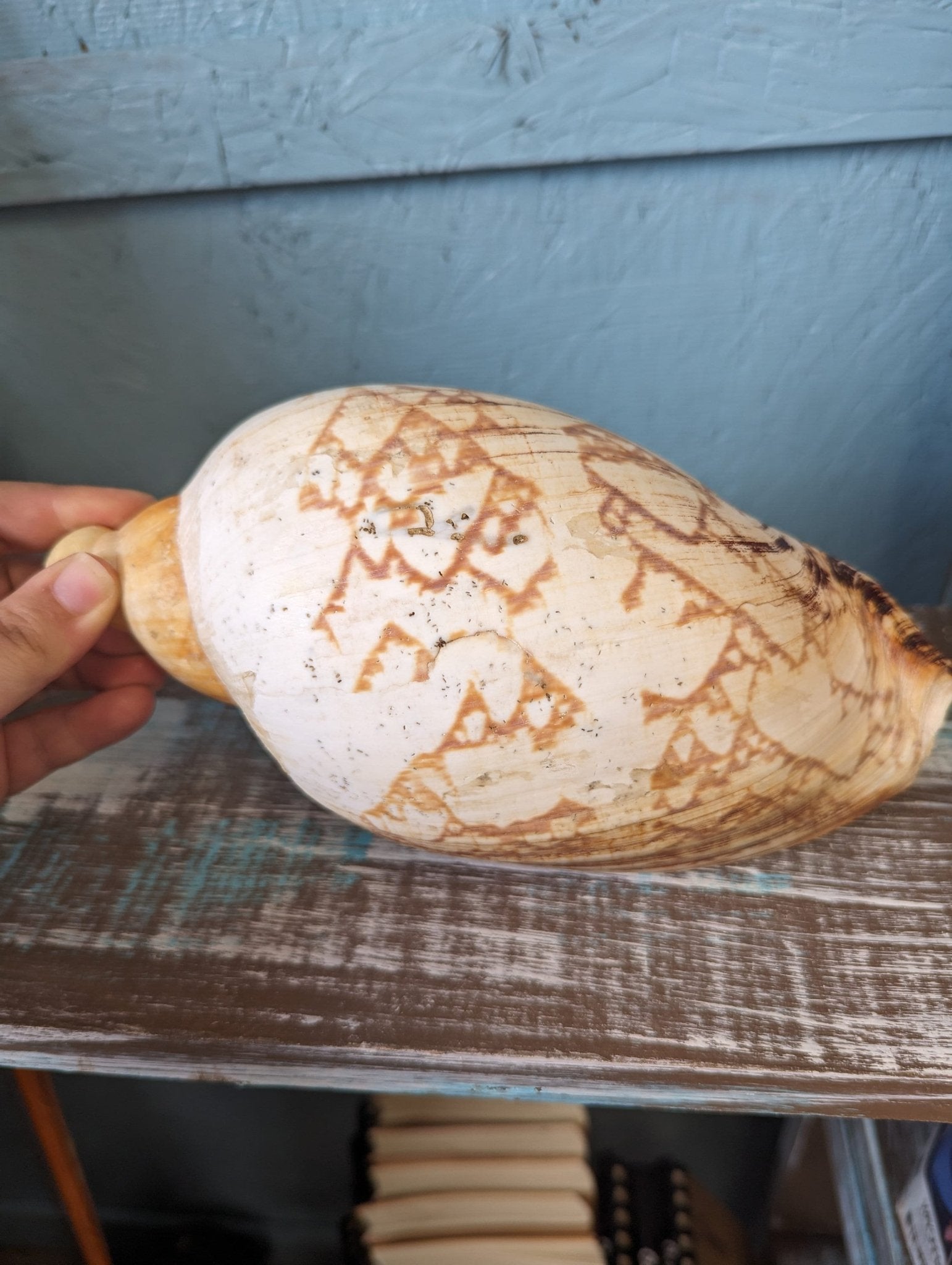 Vintage Livonia Mamilla False Baler Melon Shell Volute - ShellsLoving Coastal Living