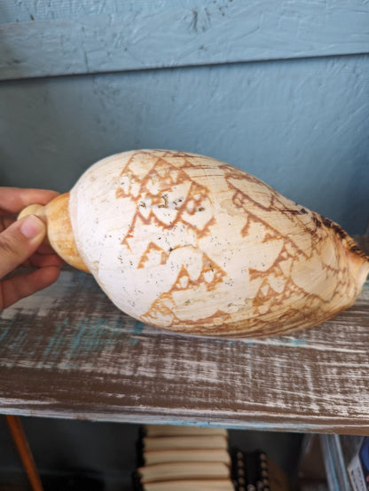 Vintage Livonia Mamilla False Baler Melon Shell Volute - ShellsLoving Coastal Living