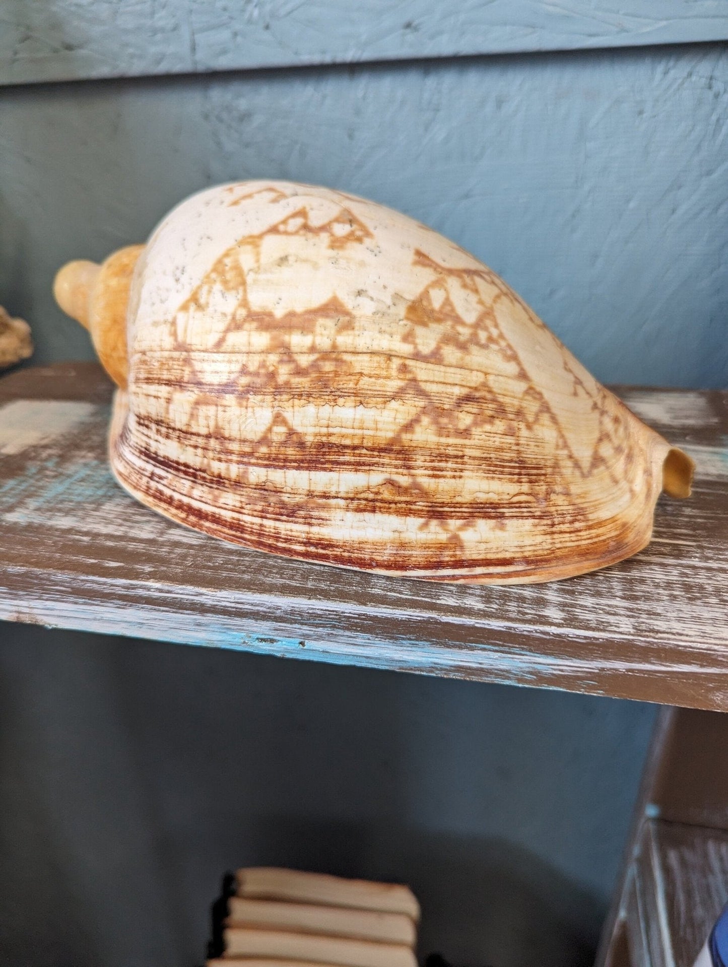 Vintage Livonia Mamilla False Baler Melon Shell Volute - ShellsLoving Coastal Living