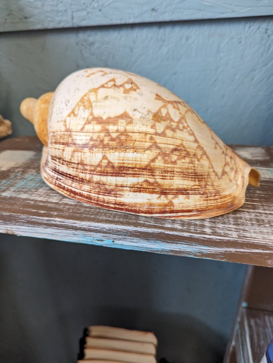 Vintage Livonia Mamilla False Baler Melon Shell Volute - ShellsLoving Coastal Living