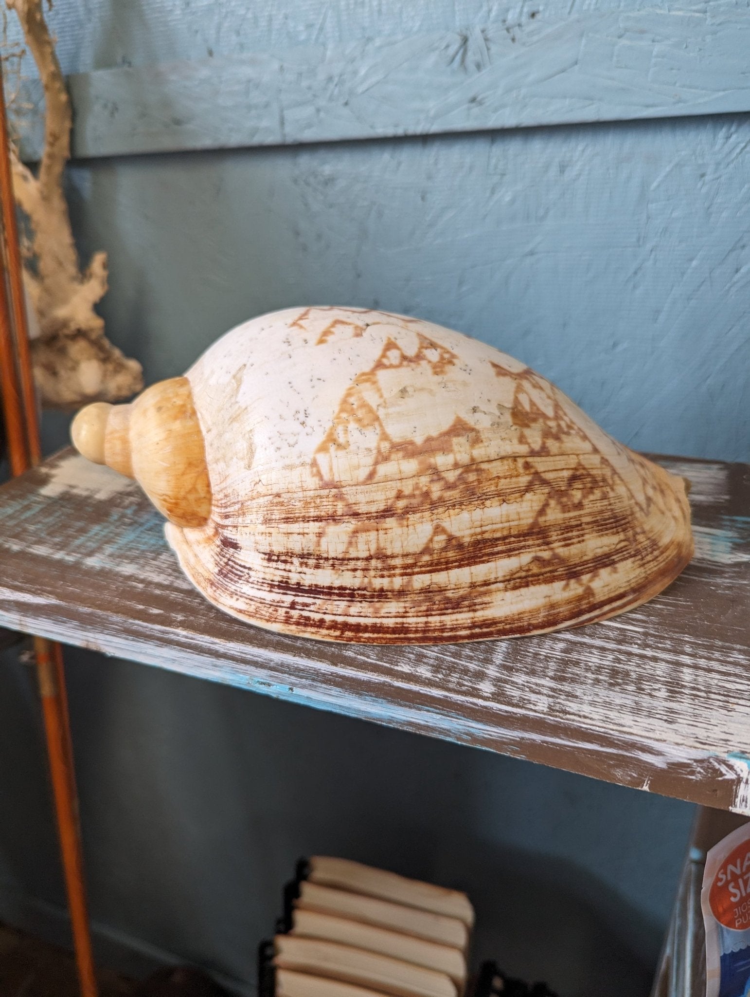 Vintage Livonia Mamilla False Baler Melon Shell Volute - ShellsLoving Coastal Living