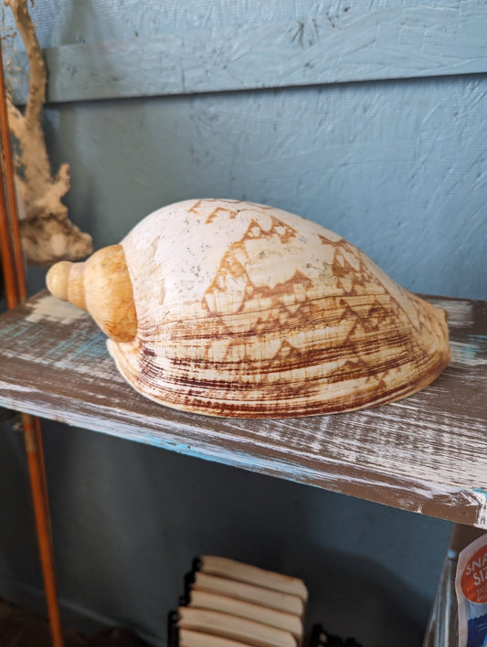 Vintage Livonia Mamilla False Baler Melon Shell Volute - ShellsLoving Coastal Living