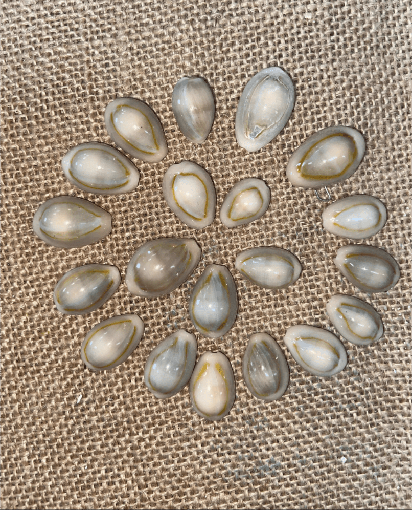 Yellow Ring Top Cowrie Shell - Loving Coastal Living